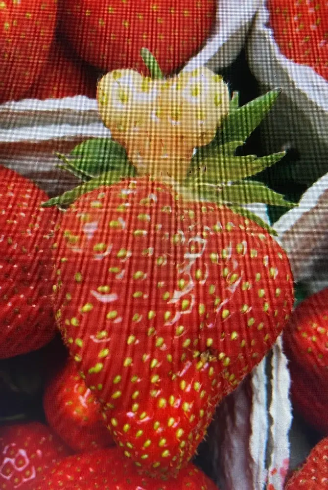 Reife Erdbeere auf der Obstplantage Hahne, Nahaufnahme von frischen Erdbeeren
