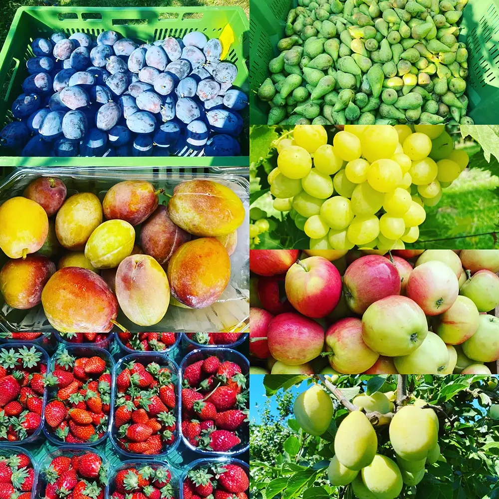 Verschiedene frische Früchte aus der Obstplantage Hahne, darunter Pflaumen, Birnen, Trauben, Äpfel, Erdbeeren und Mirabellen.