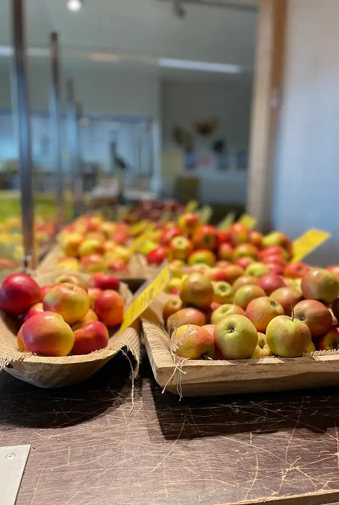 Frische Äpfel aus der Obstplantage Hahne auf einem Verkaufstisch