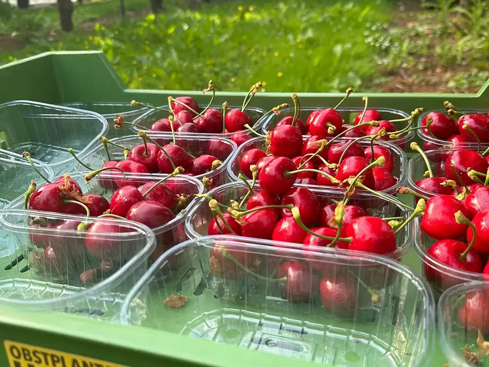 Teaser frisches Obst – frisch geerntete Kirschen in Schalen Frisches Obst: Rote Kirschen in Plastikschalen, frisch geerntet