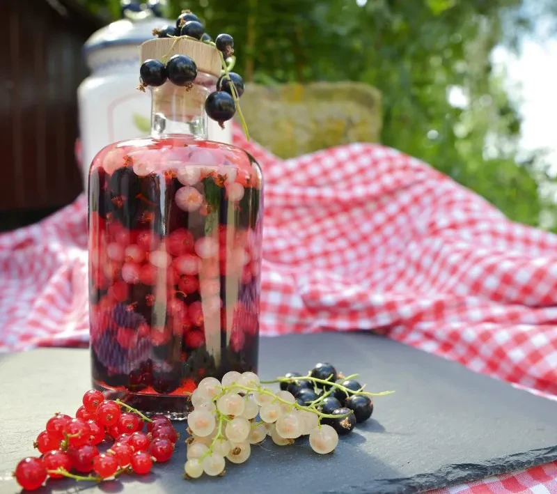 Aufgesetzter mit Johannisbeeren – Selbstgemachter Likör im Sommer Hausgemachter Aufgesetzter mit Johannisbeeren in einer Flasche auf einem Tisch mit kariertem Tuch