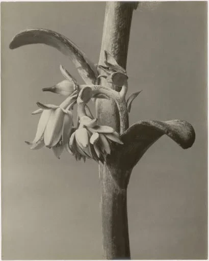 Schwarzweiß-Fotografie einer Pflanze als Beitrag zum Gedenken an Jürgen Wilde