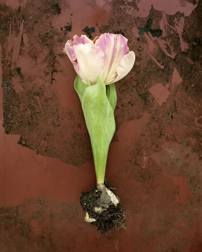 Beitrag archiviert Kunstlandschaft: Nahaufnahme einer Tulpe mit Wurzel auf erdigem Hintergrund, künstlerische Fotografie