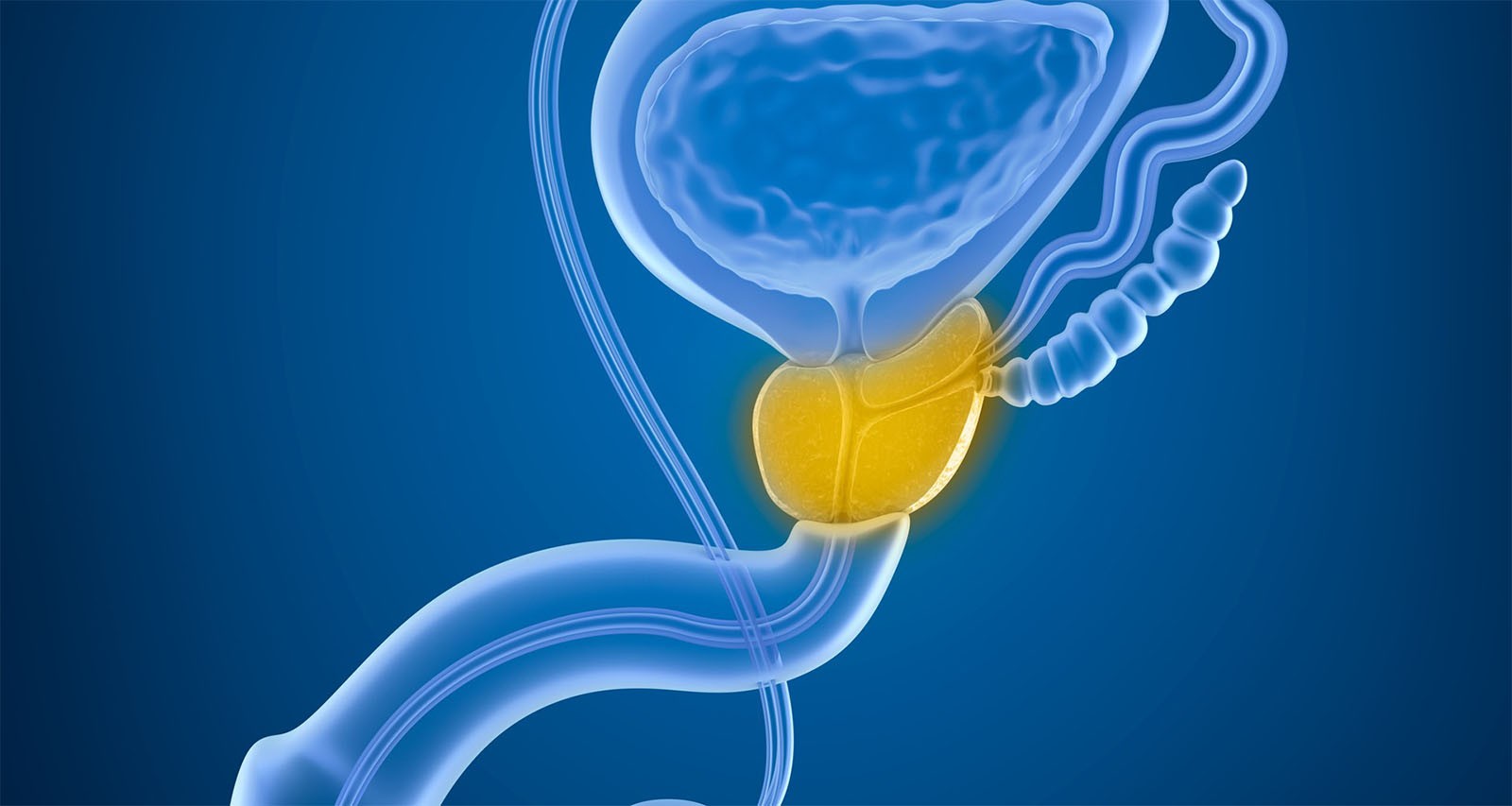 Prostata Hilfe Deutschland: Grafik Prostata und Harnblase
