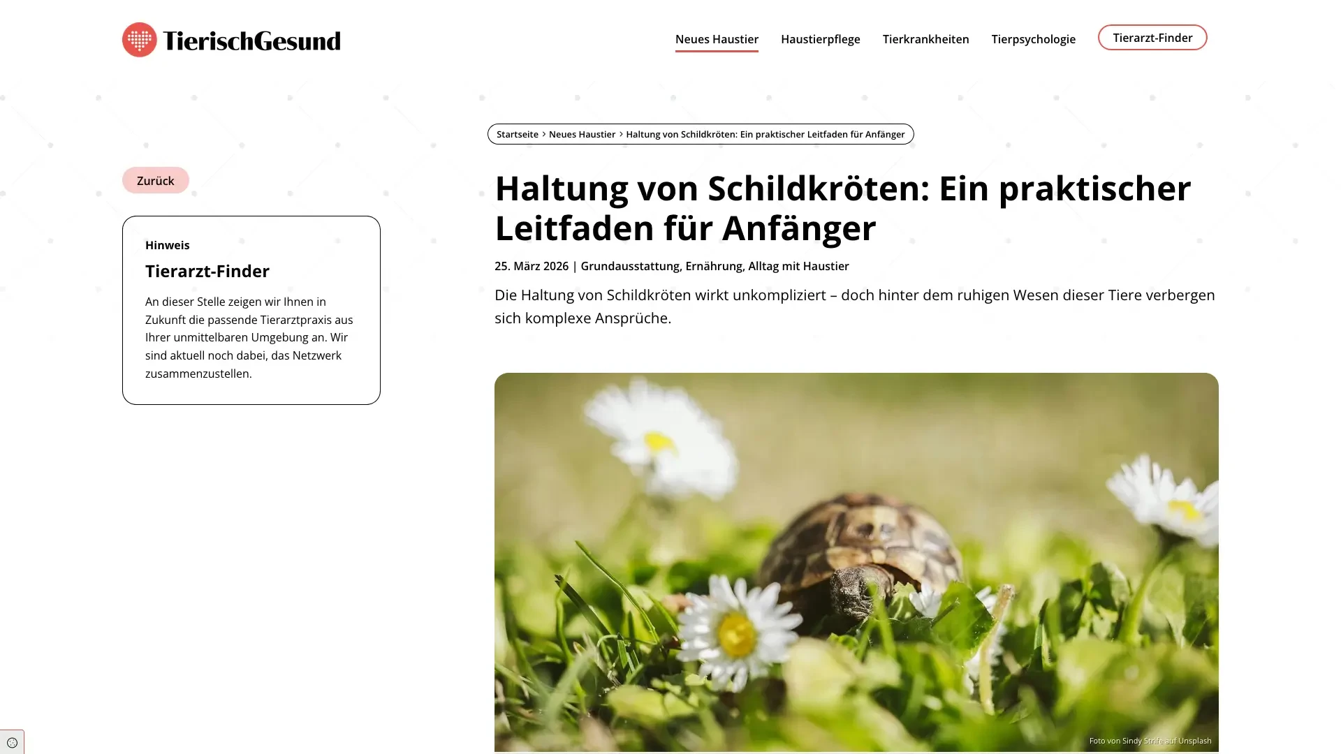 Schildkröte auf einer Wiese mit Gänseblümchen – tierischgesund Ratgeber zur Haltung von Schildkröten