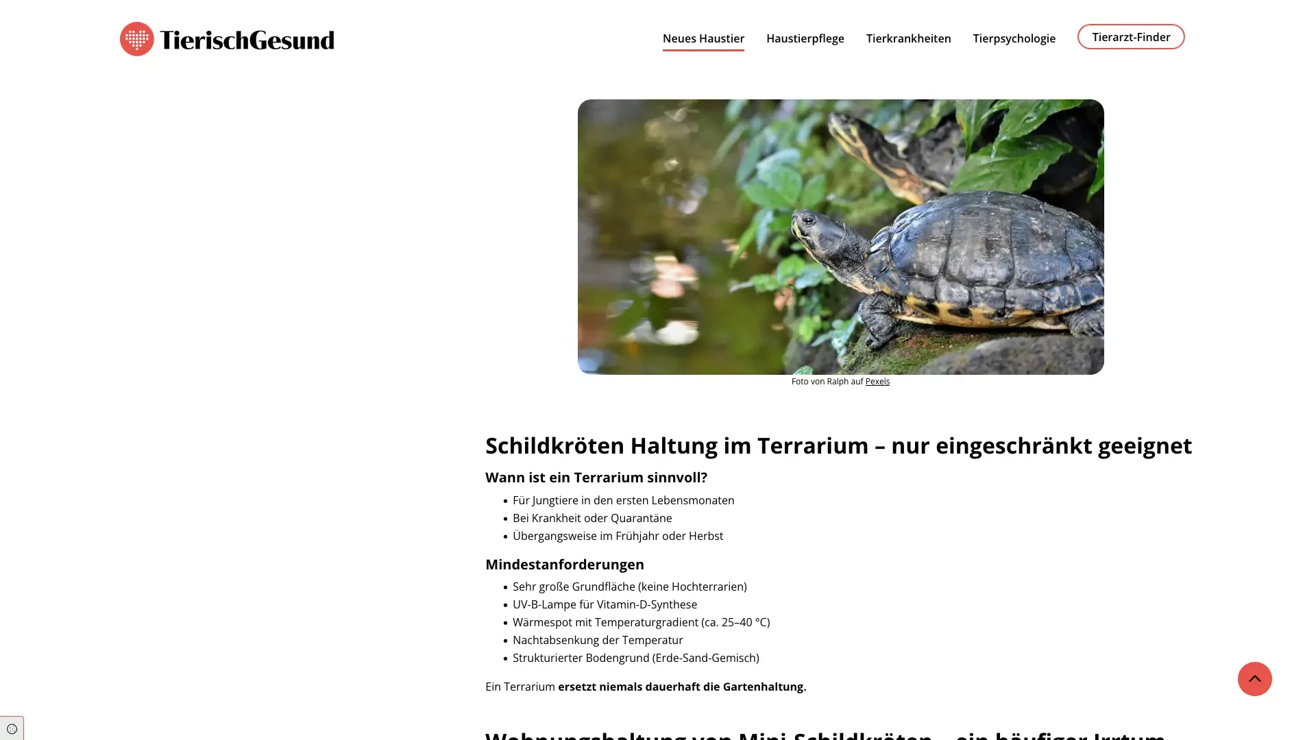 Schildkröte im Terrarium auf tierischgesund – Tipps zur artgerechten Haltung
