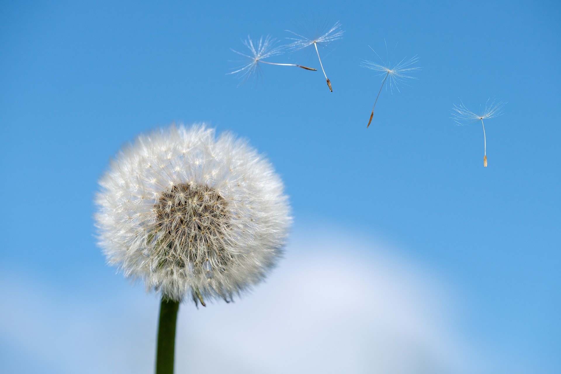 Antihistaminika gegen Pollen: Wie effektiv sind sie wirklich?