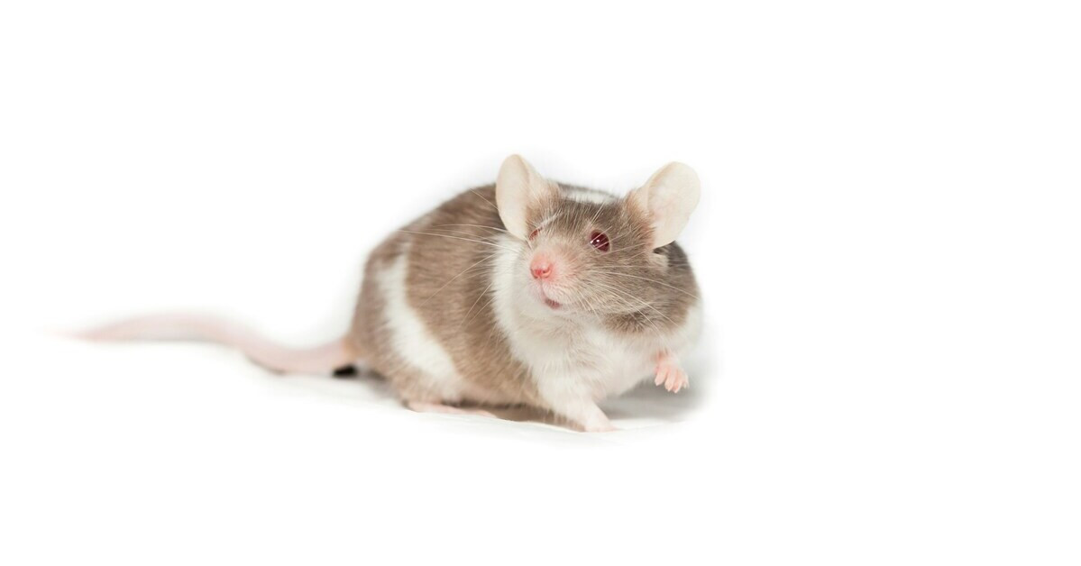 Ratte auf weißem Hintergrund