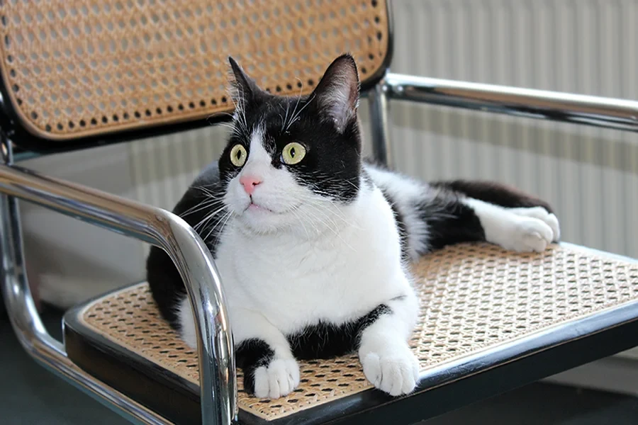 Schwarz-weißer Kater Rikki liegt entspannt auf einem Stuhl