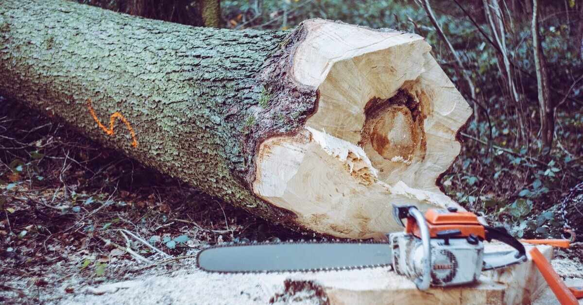 Gefallter Baum im Wald mit Motorsäge im Vordergrund