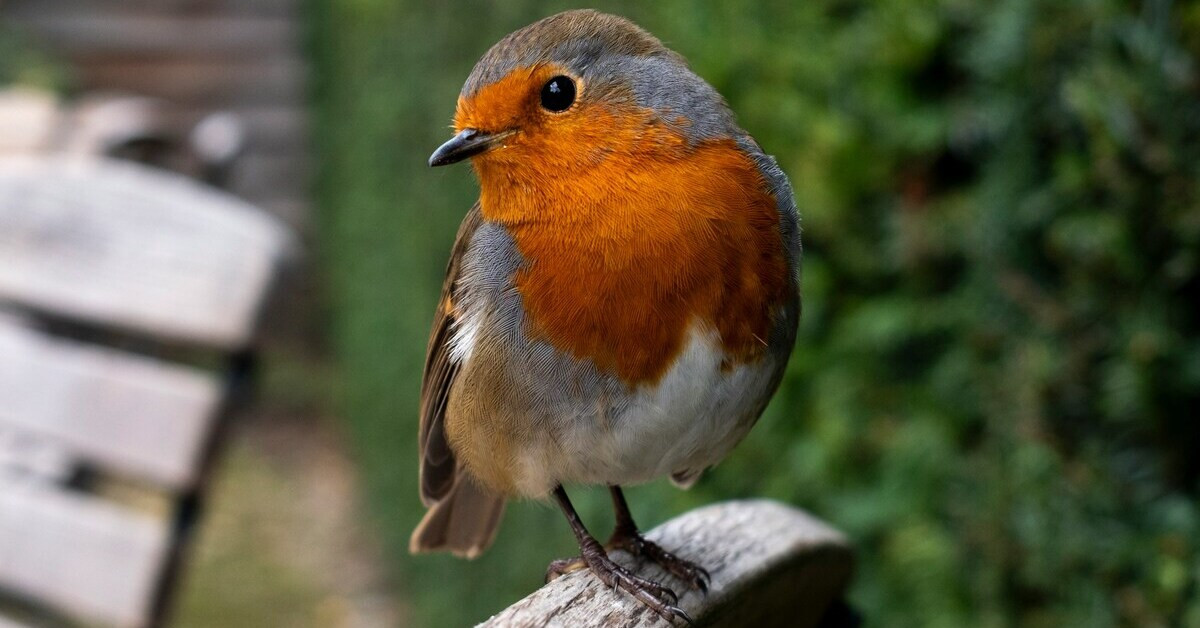 Rotkehlchen im Garten auf einem Ast sitzend