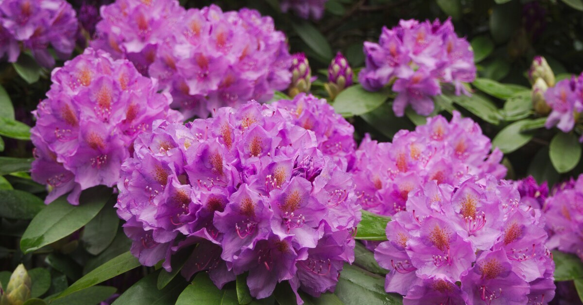 Blühender Rhododendron mit violetten Blüten im Garten