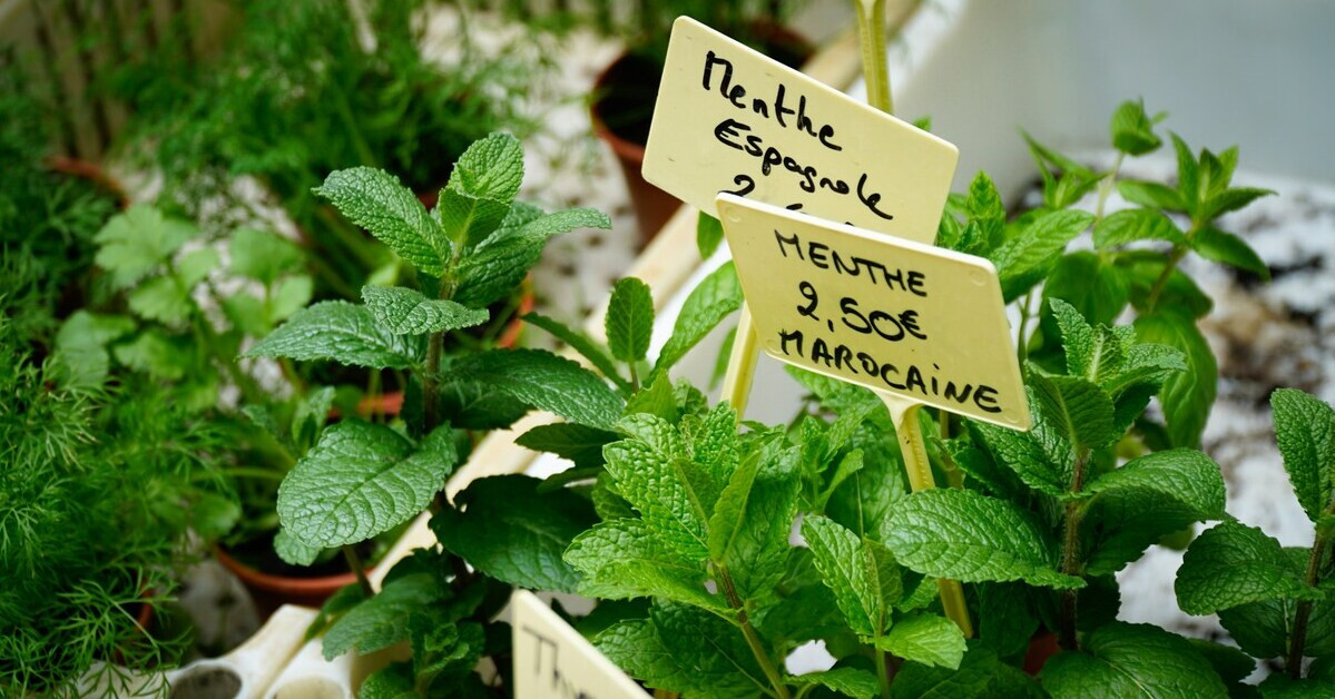 Krautergarten mit verschiedenen Minzsorten, darunter spanische und marokkanische Minze