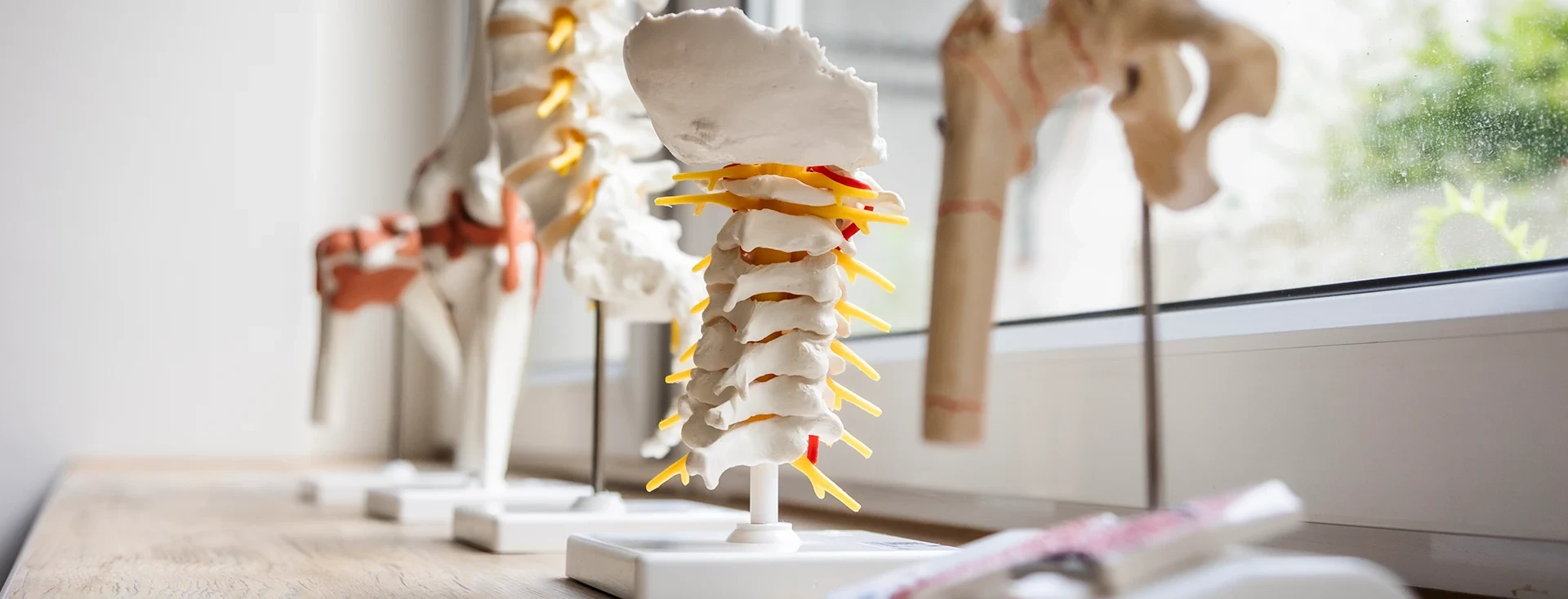 Modell einer Halswirbelsäule für medizinische Präsentationen oder Physiotherapie (header-prt)