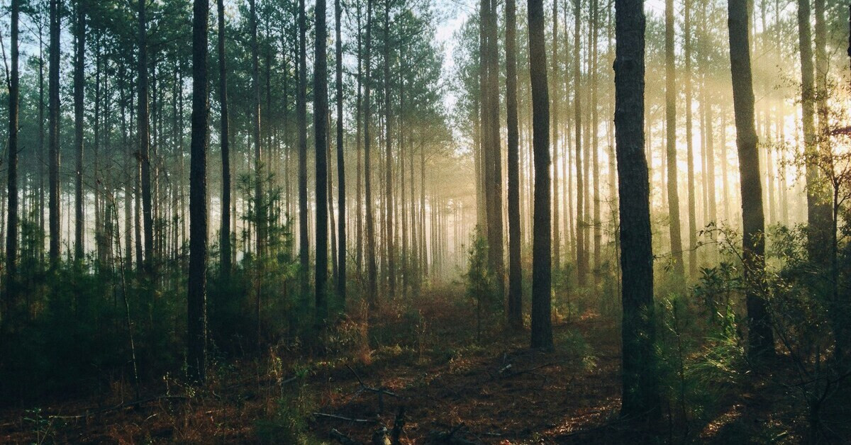 Sonnenlicht scheint durch Bäume in einem dichten Wald