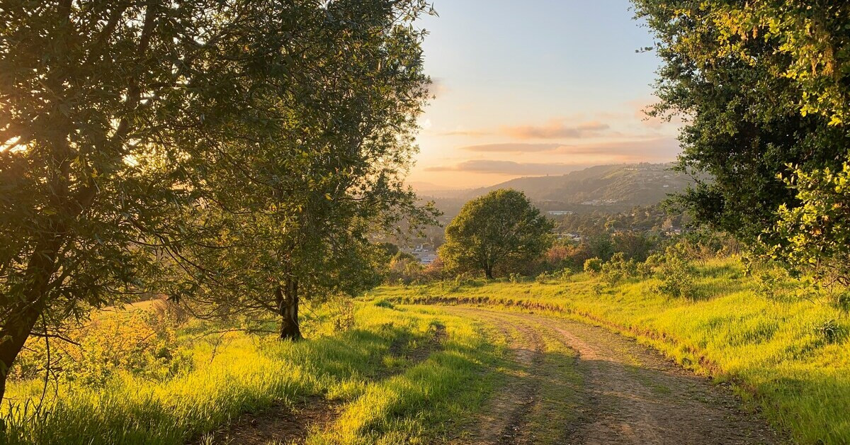 Landschaft mit Wiese bei Sonnenuntergang und Bäumen im Vordergrund