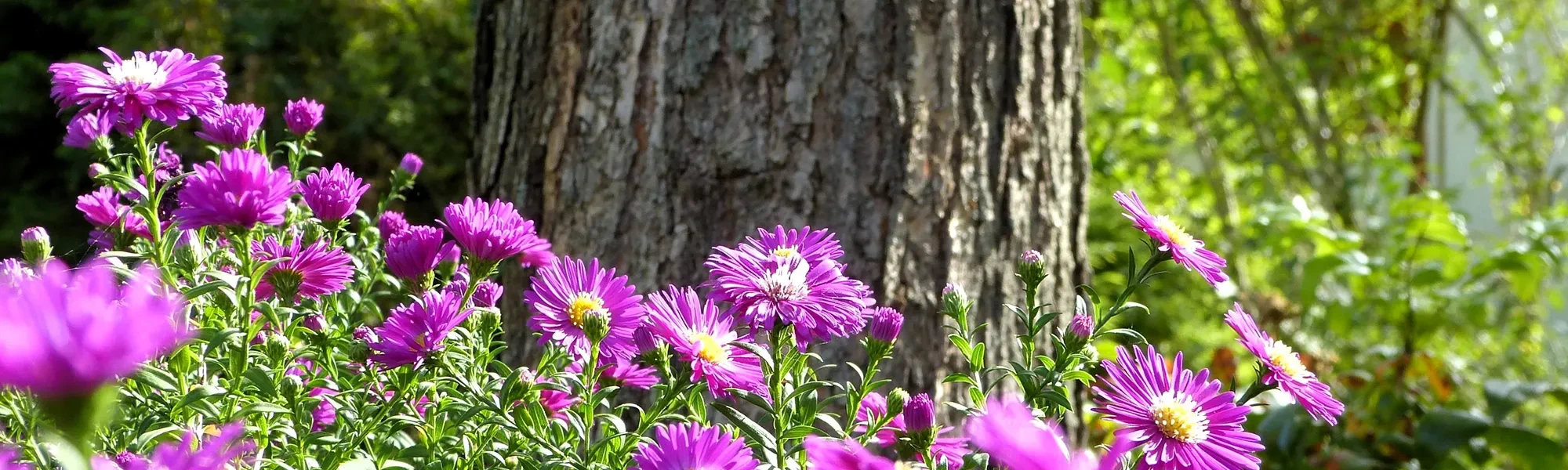 Header-Kopfbild Sommer 2025 mit lila Blumen und Baumrinde Header-Kopfbild mit lila Sommerblumen vor Baumrinde, Sommer 2025