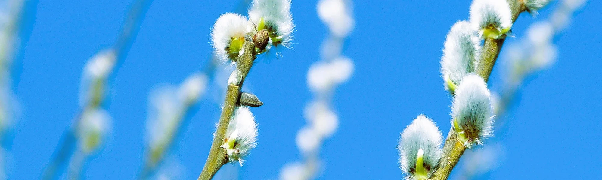 Headerbild Frühling 2026 mit blühender Weide vor blauem Himmel