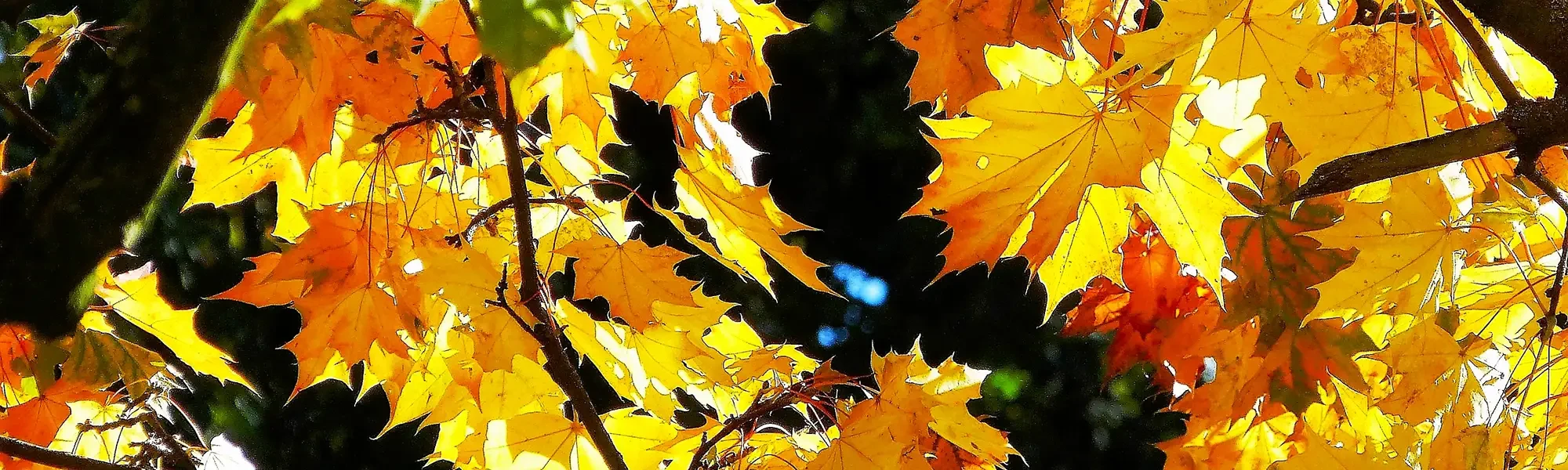Herbstliche Blätter im Sonnenlicht als stimmungsvolles Header-Bild