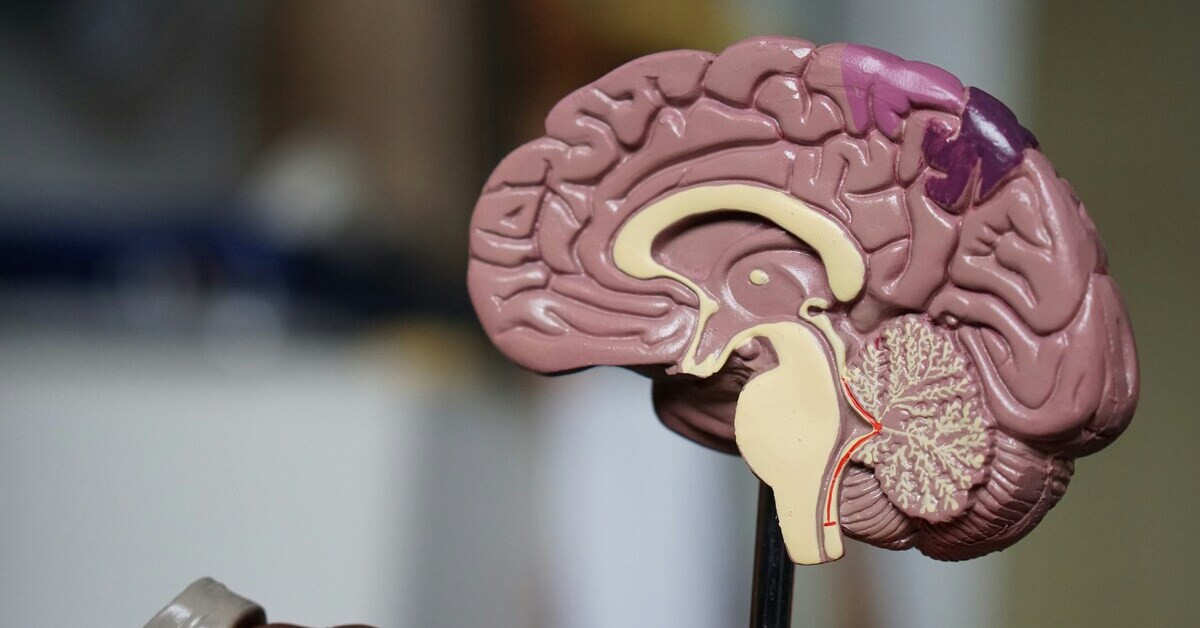 Modell eines menschlichen Gehirns als anatomisches Lehrmittel