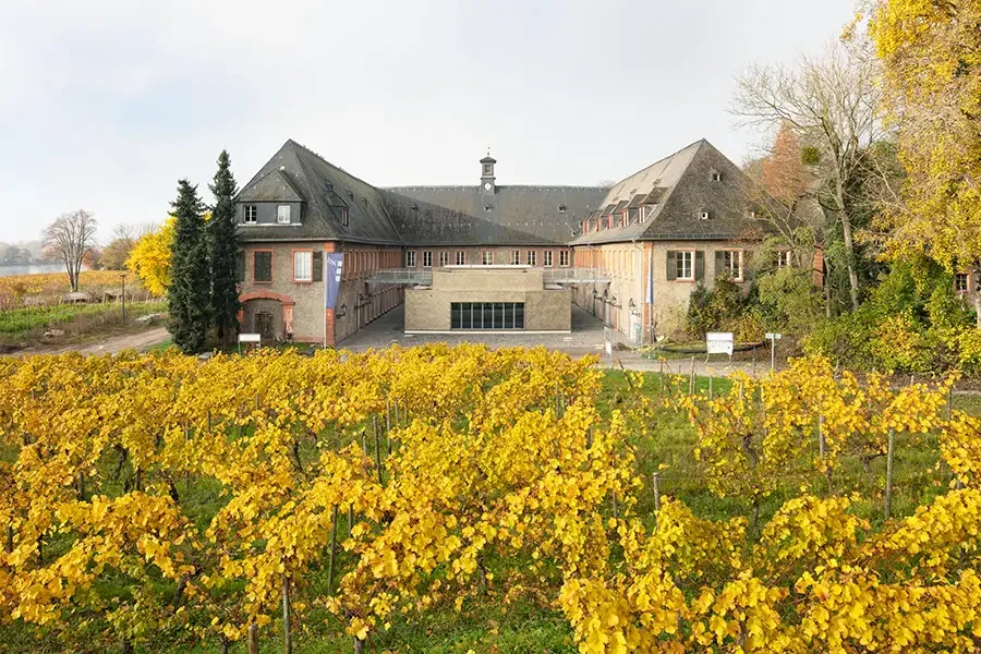 Historisches Gebäude mit Weinberg im Herbst, gelbe Weinreben im Vordergrund