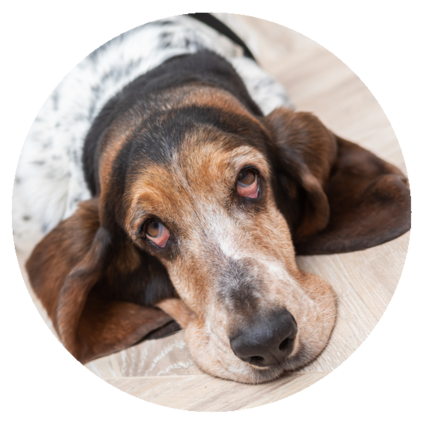 Hund Cindy