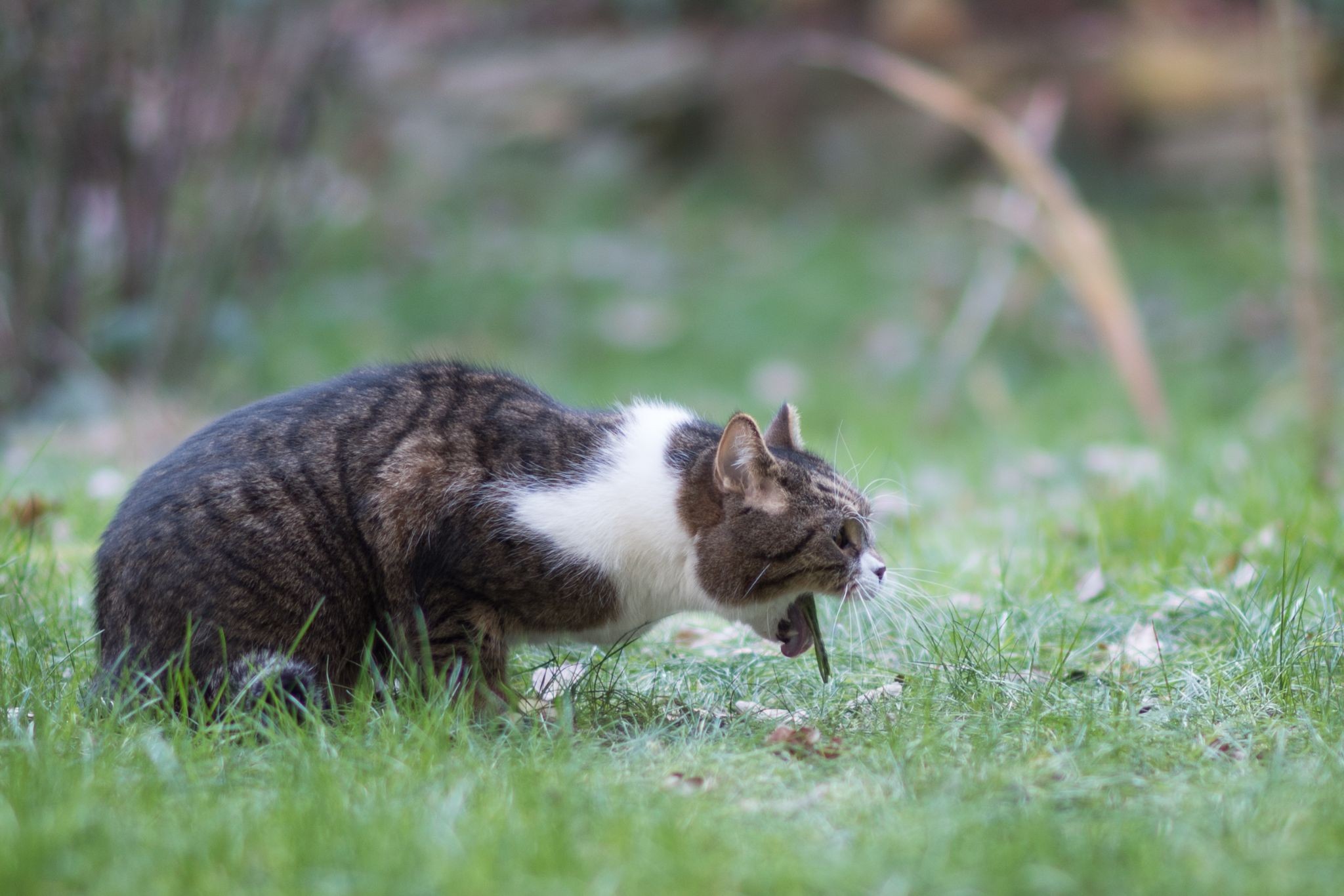 Erbrechen bei Katzen