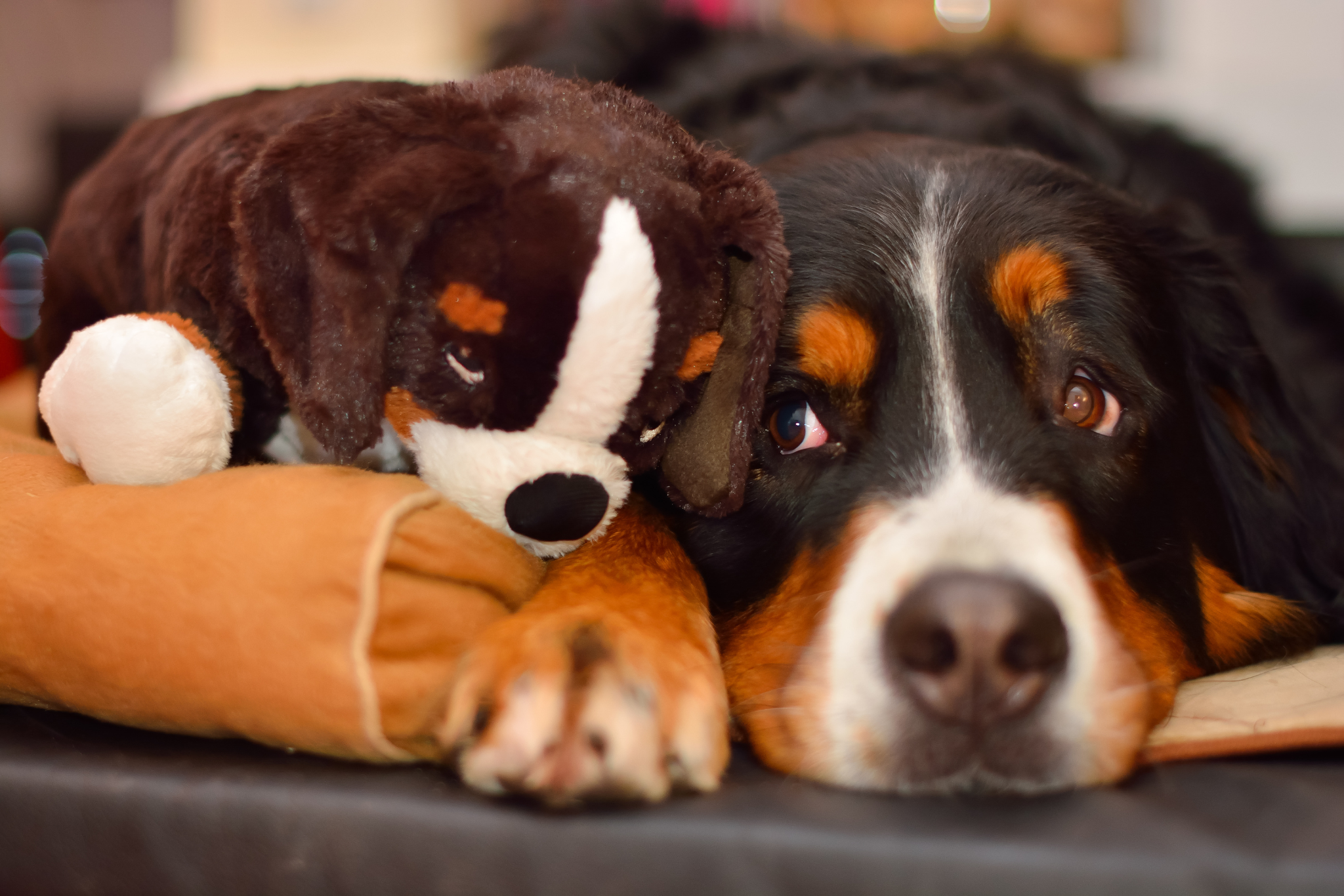 Scheinträchtigkeit bei Hunden