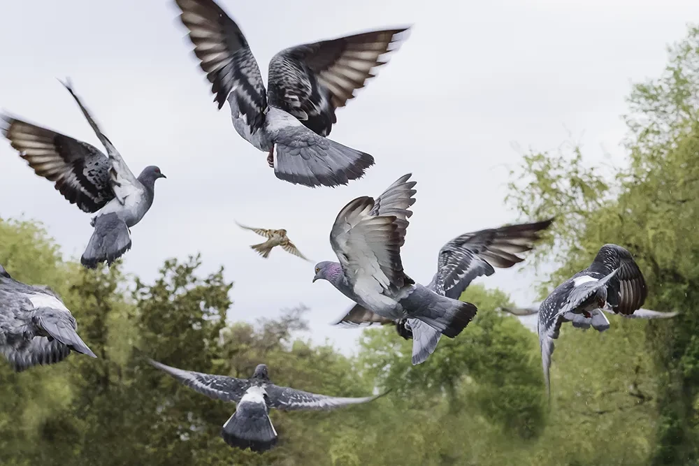 Mehrere Tauben im Flug als Symbolbild für Taubenabwehr im Außenbereich