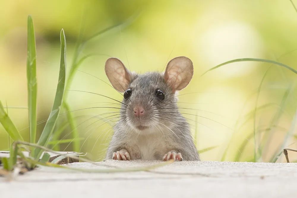 Vorratsschädlinge und Gesundheitsschädlinge: Maus in natürlicher Umgebung