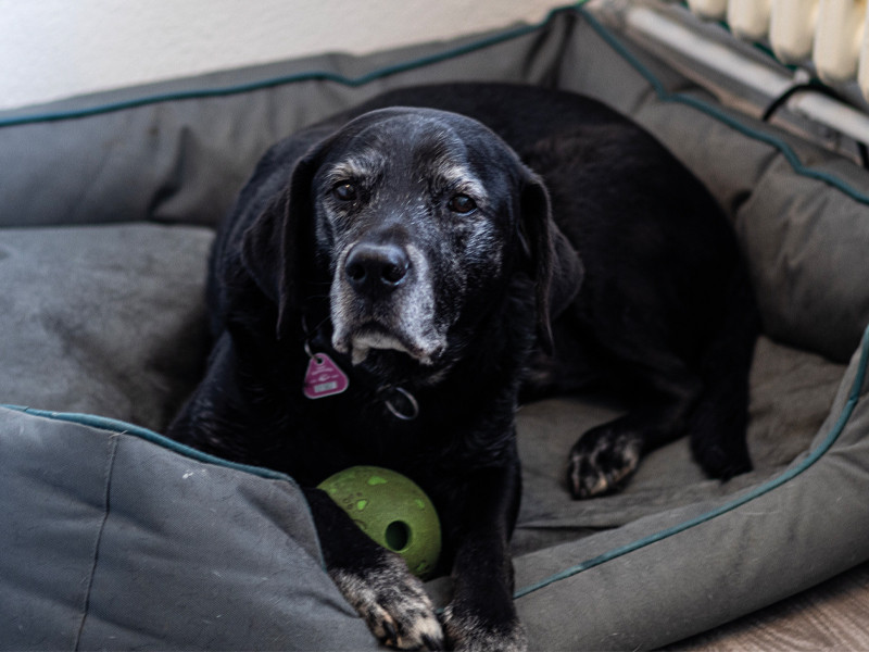 Porträt von Hund Aron im Hundebett mit Spielzeug Porträt von Hund Aron liegend im Hundebett mit grünem Spielzeug