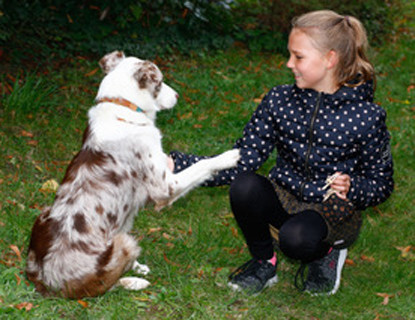 Therapiehund Mira - [company.name]