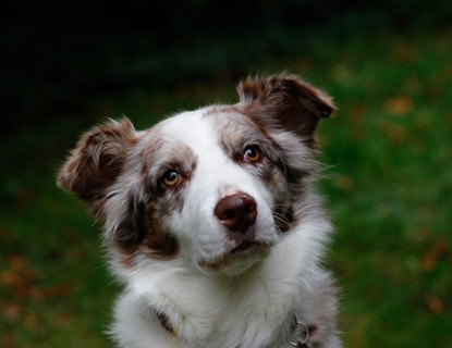 Therapiehund Mira - [company.name]