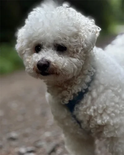 Porträt von Ghosti, einem weißen, lockigen Hund im Freien