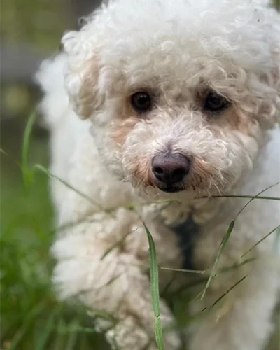 Hund Ghosti im Gras – Nahaufnahme eines weißen, lockigen Hundes