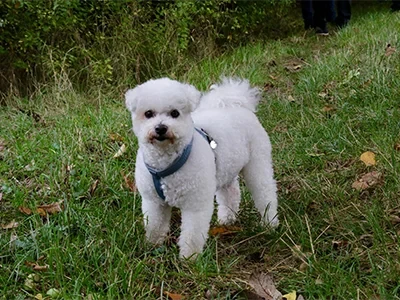 Kleiner weißer Hund namens Ghosti auf einer Wiese