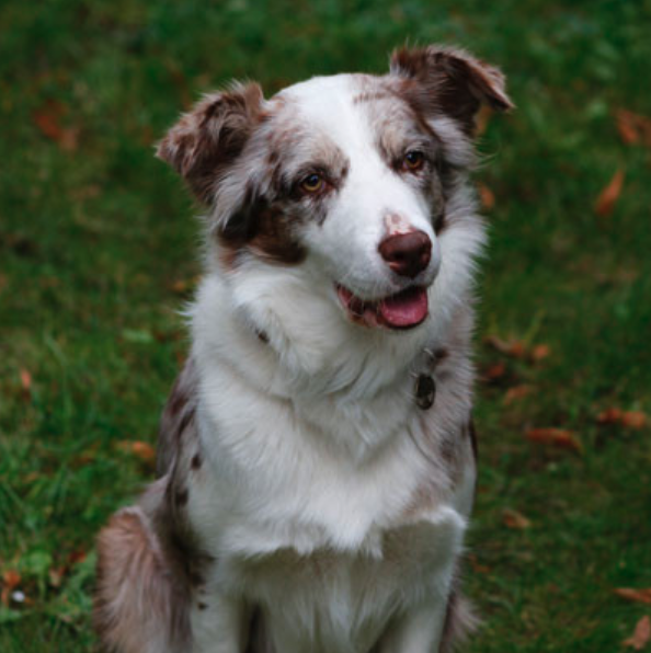 Hund Mira sitzt auf einer Wiese im Quadratformat