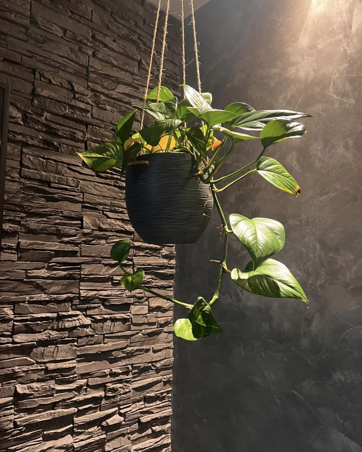 Hängende Zimmerpflanze in einem schwarzen Blumentopf vor einer Steinwand
