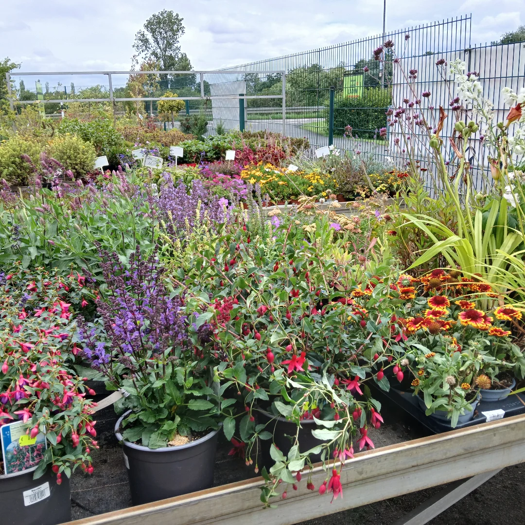 Blühende Gartenpflanzen in Töpfen in einer Gärtnerei Verschiedene blühende Gartenpflanzen in Töpfen in einer Gärtnerei im Freien