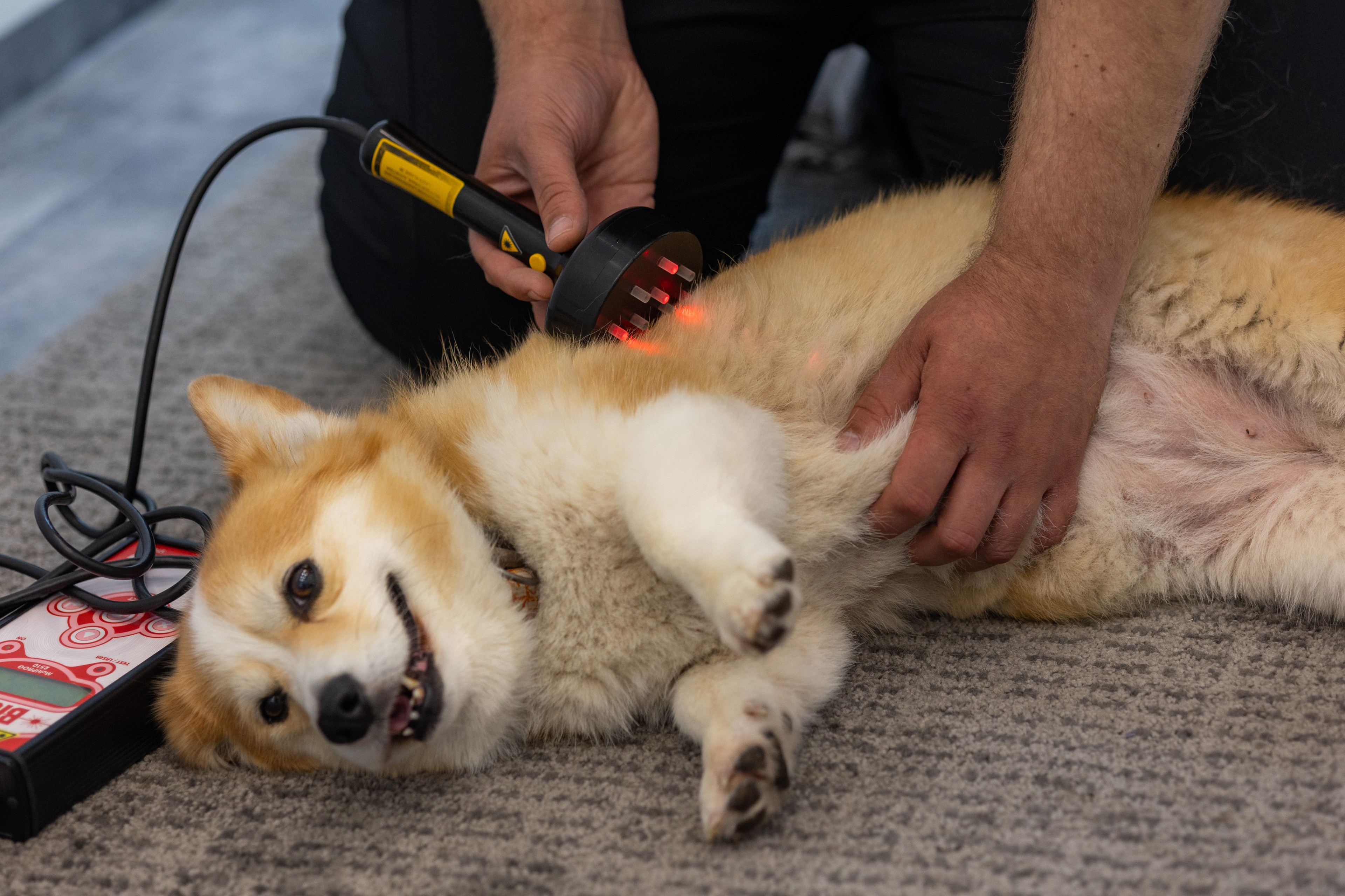 Hund erhält Lasertherapie in der Schmerzambulanz zur Schmerzlinderung