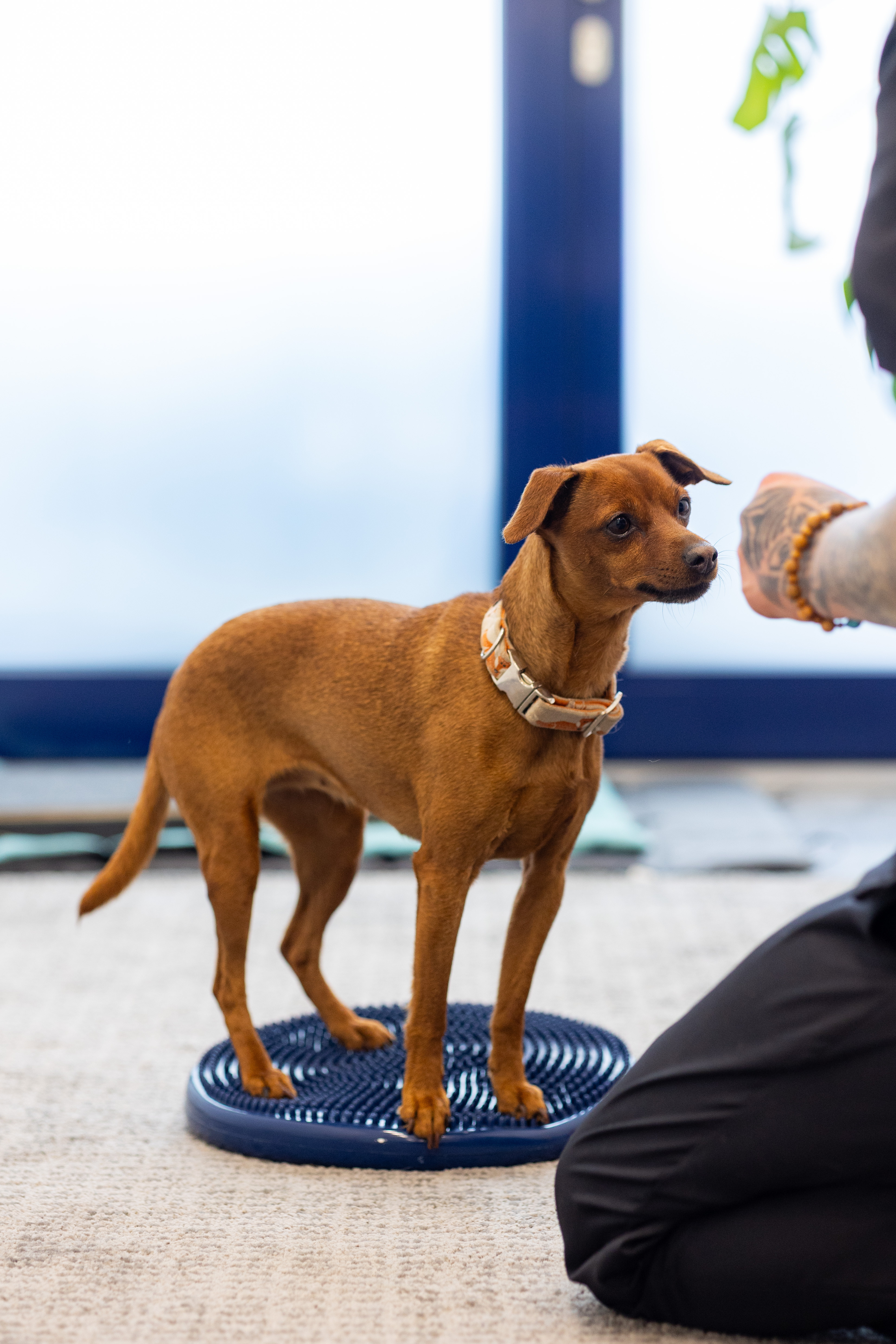 Hund bei der Physiotherapie auf einem Balancekissen