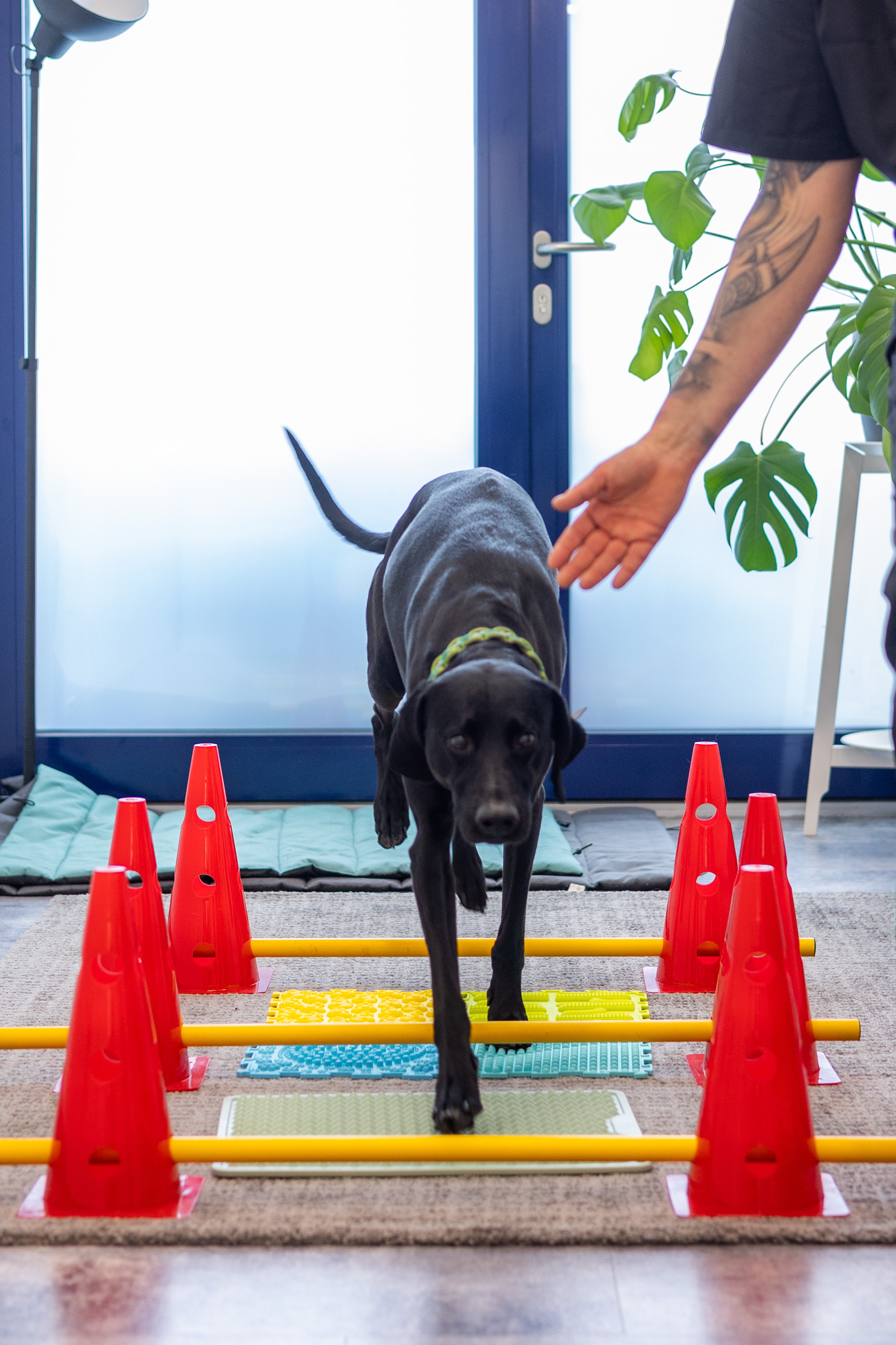 Physiotherapie ffcr Hunde: Schwarzer Hund bei einer bungsstunde mit Hfcrden und physiotherapeutischer Anleitung