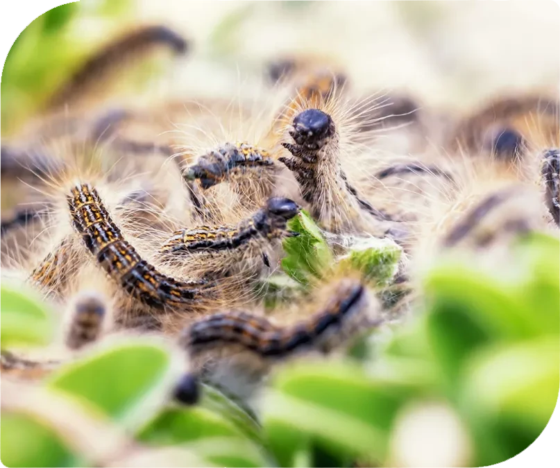 Eichenprozessionsspinner bekämpfen – Nahaufnahme der Raupen auf einem Ast