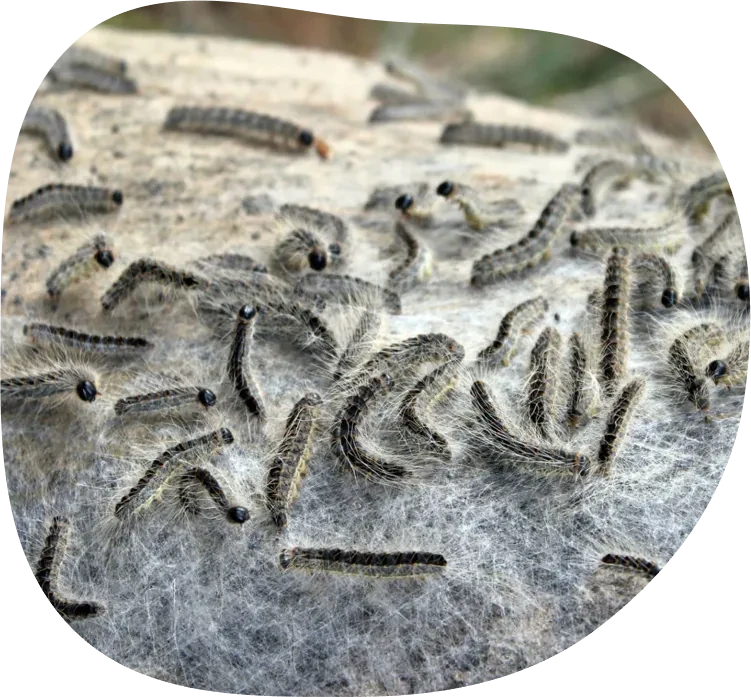 Eichenprozessionsspinner bekämpfen – Nahaufnahme von Raupen auf einem Baumstamm