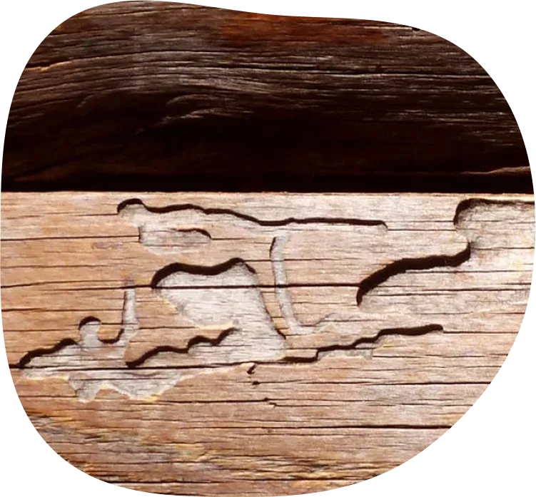 Nahaufnahme von Holz mit typischen Schäden durch Holzschädlinge als Beispiel für Holz-Bautenschutz