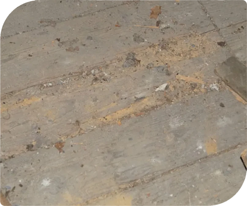 Beschädigter Holzboden mit Spuren von Schädlingsbefall als Beispiel für Holz-Bautenschutz