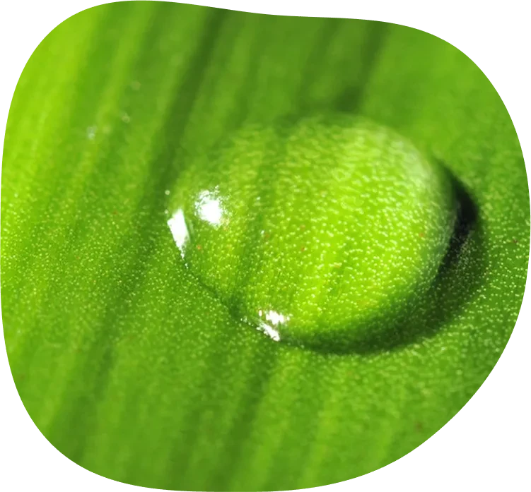 Wassertropfen auf grünem Blatt als Symbol für Pflanzenschutz