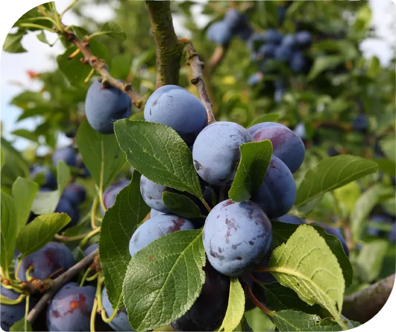 Pflaumen am Baum als Beispiel fr Pflanzenschutz im Obstbau