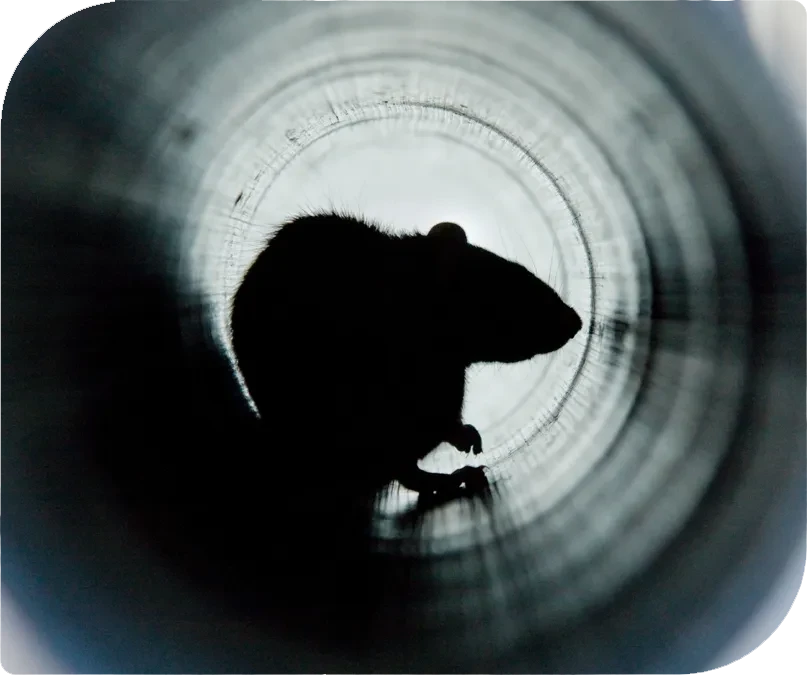 Silhouette einer Ratte in einem Rohr als Symbolbild für Schadnagerbekämpfung