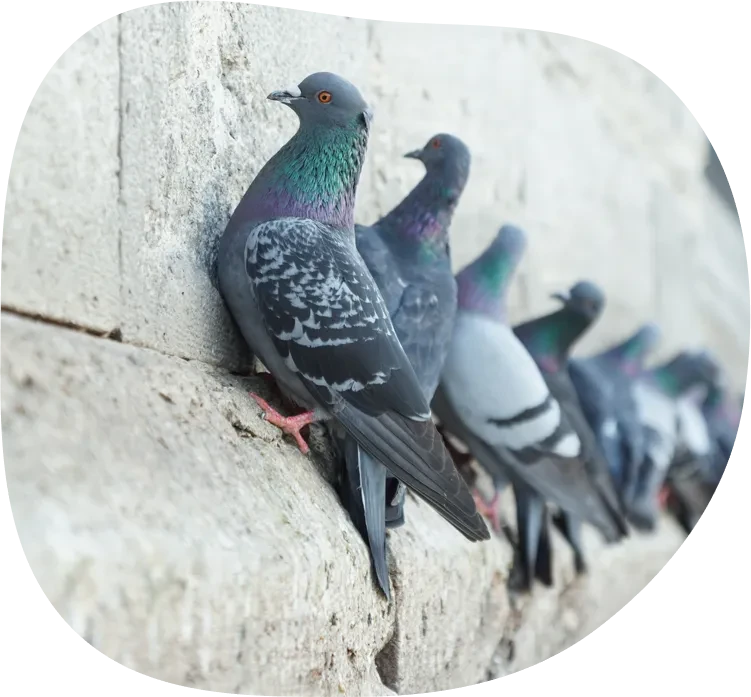 Mehrere Tauben sitzen auf einer Hauswand – Symbolbild fr Taubenabwehr